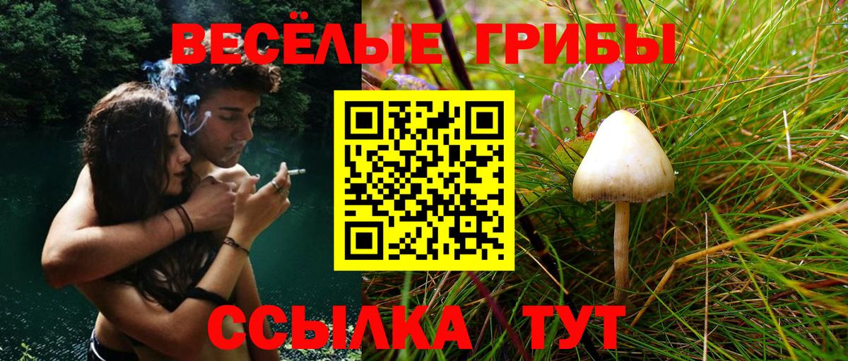 Кириши  как найти закладки  Вход с VPN  Псилоцибиновые грибы мухоморы  Псилоцибиновые грибы прущие грибы 